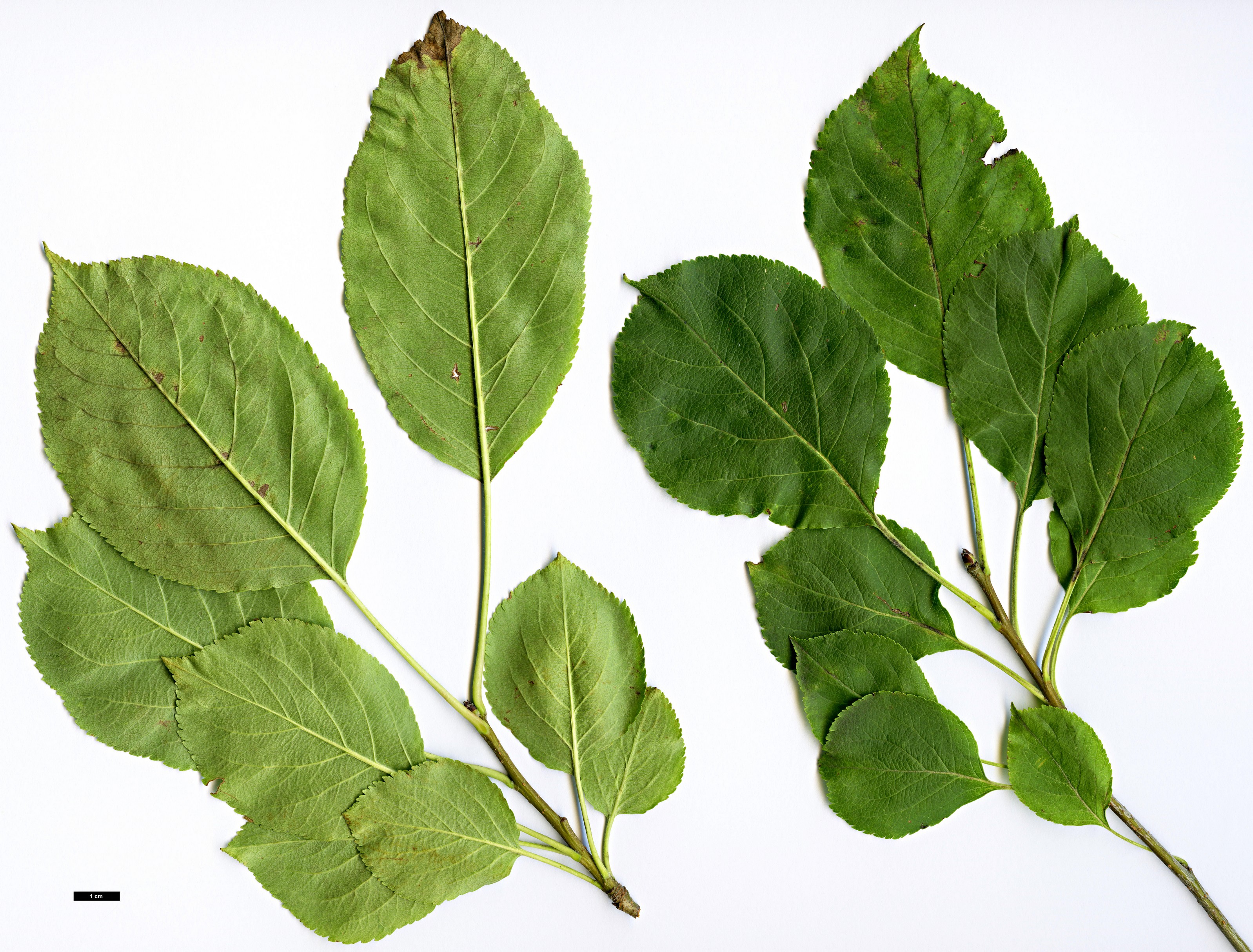 High resolution image: Family: Rosaceae - Genus: Malus - Taxon: prunifolia - SpeciesSub: var. rinkii